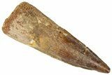 Fossil Spinosaurus Tooth - Real Dinosaur Tooth #346300-1